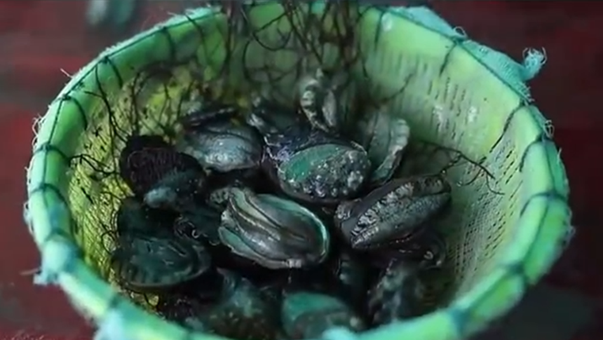 福州“海上田园”上央视：鲍鱼进入分苗旺季