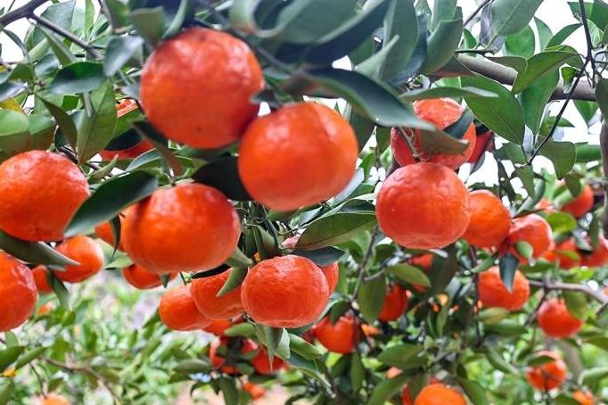 连江福橘丰收上市