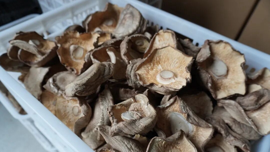 永泰香菇大丰收！日采鲜菇4000公斤！