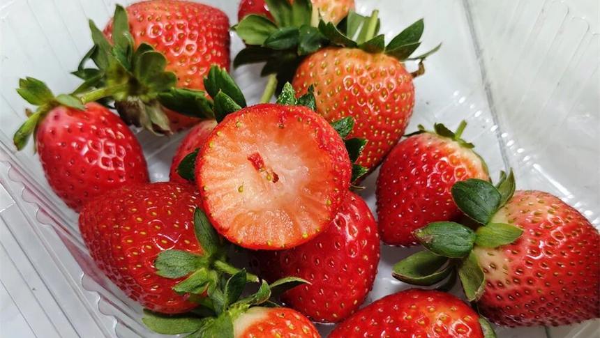 甜度“爆棚”！闽侯这里的草莓进入采摘季
