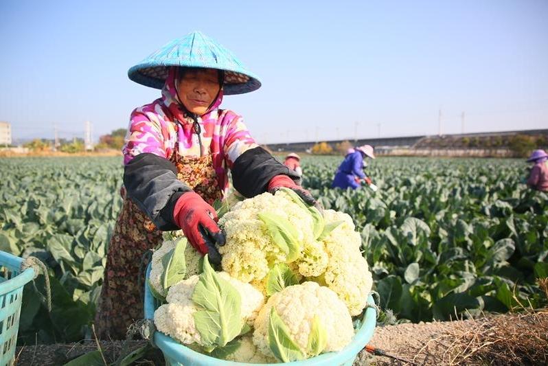 抓紧“南菜北运”黄金窗口期 福州这口“鲜”抢滩省外市场