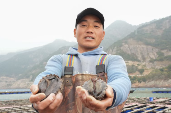连江：当“一粒鲍”加速跑起来