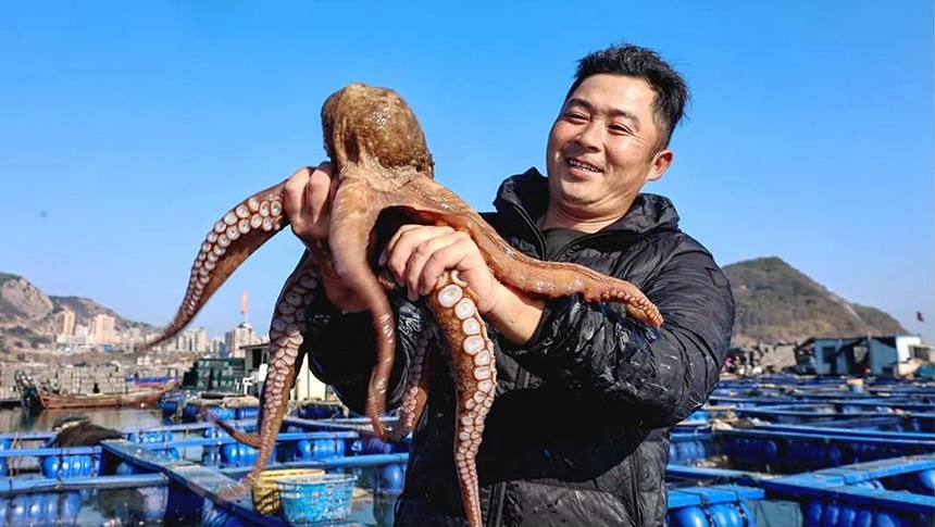 福州年货上新！连江超20万头章鱼抢“鲜”上市