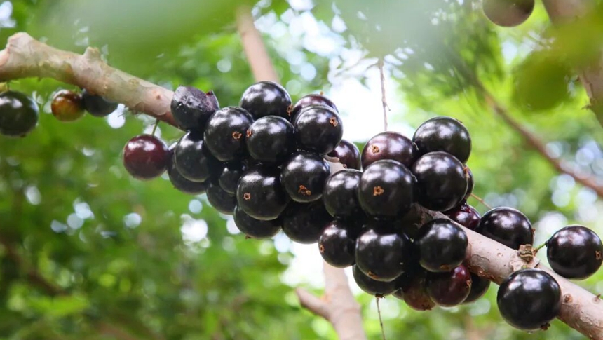 央视关注福州：长在树干上的“葡萄”你见过吗？