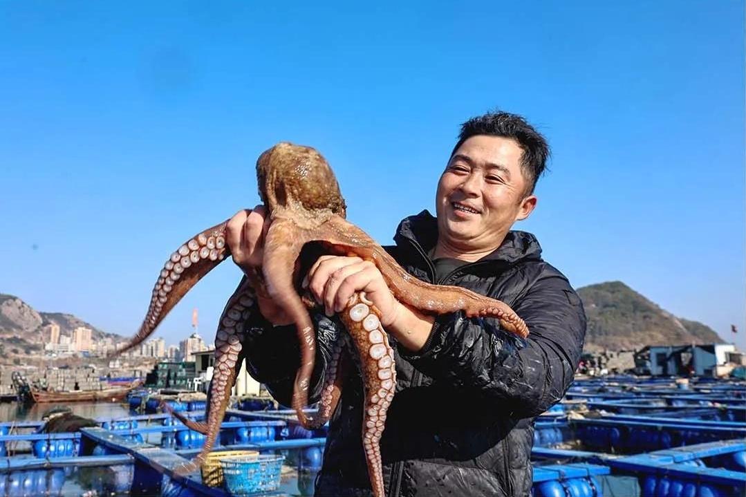 吃货狂喜！超20万头连江章鱼抢“鲜”上市