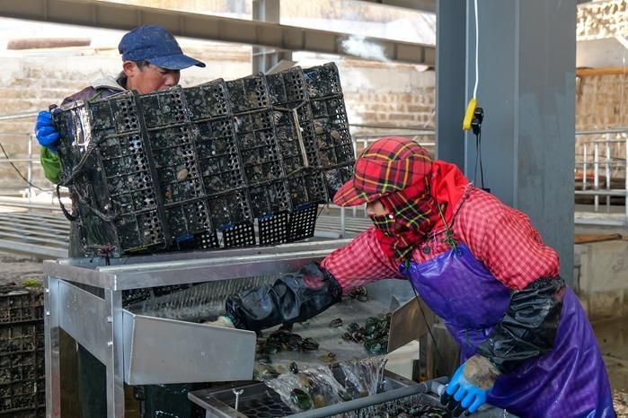 鲍鱼“分班级”海上冬耕忙