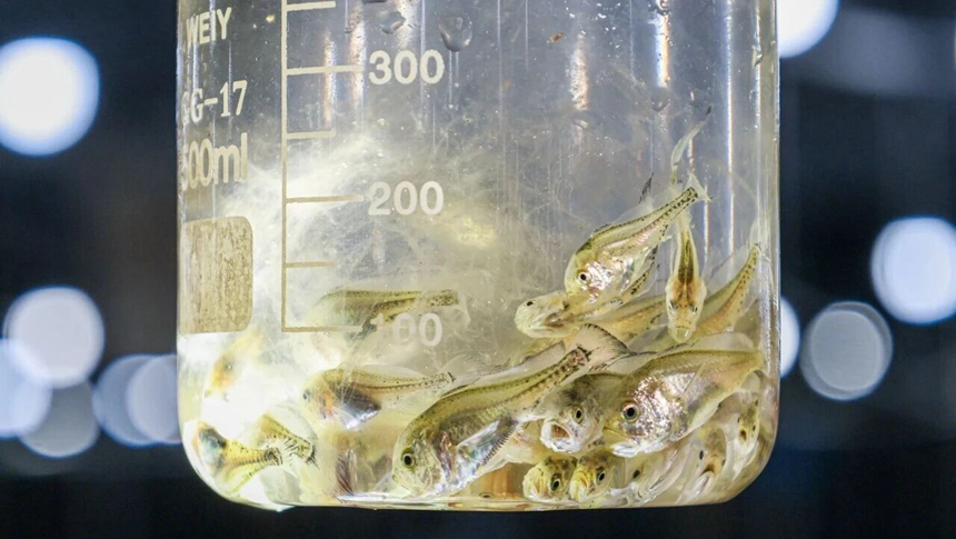 约1亿尾！连江大黄鱼家族又添新成员！