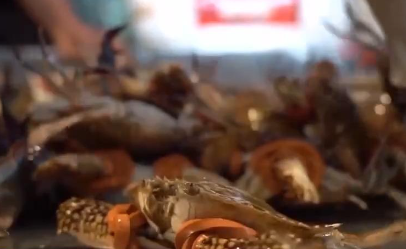 应季水产品大量上市 你家餐桌上的海鲜可能来自这里