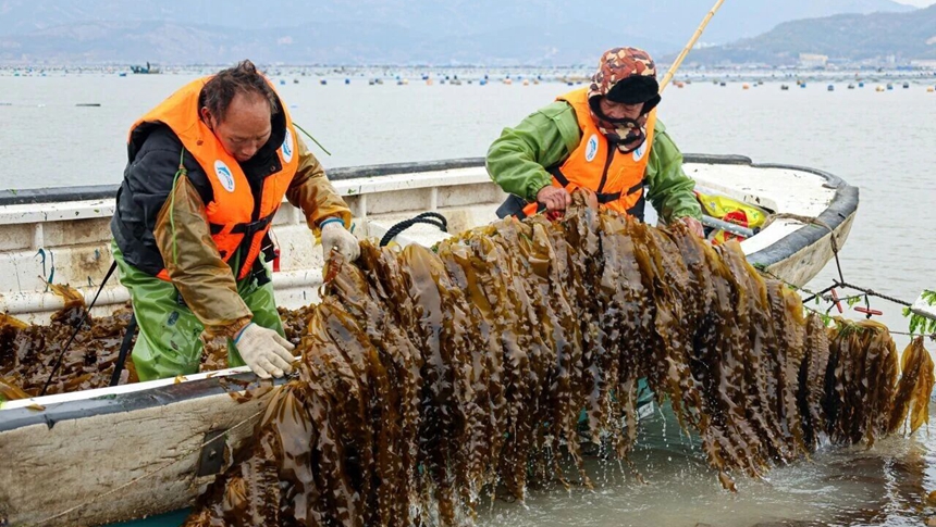 凉拌、煮汤、涮火锅皆鲜美！福州“海中嫩芽”上市啦！