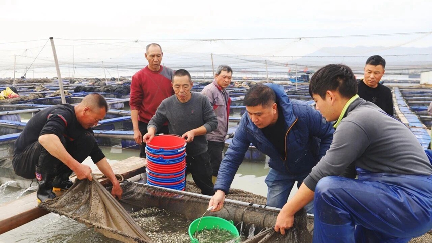 打破传统！连江大黄鱼投苗提前至冬季