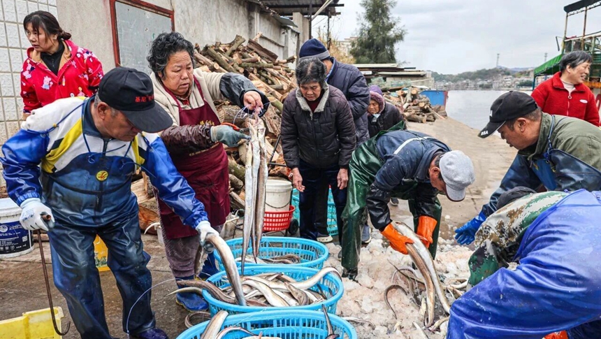 热销！连江鳗鱼鲜香“出圈”！
