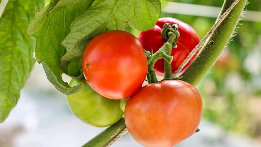 红色！绿色！橙色！连江东岱镇特色西红柿年前上市