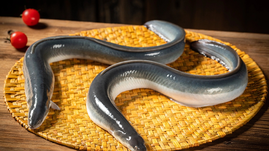 福州活鳗“游”出国门 去年出口量同比增长超7倍